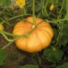 pumpkin plant