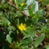purslane