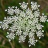 queen anne lace