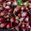 radishes