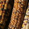 rainbow corn