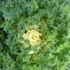 rapini