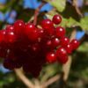 rose berries