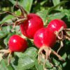 rose hip