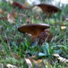 saffron milkcap