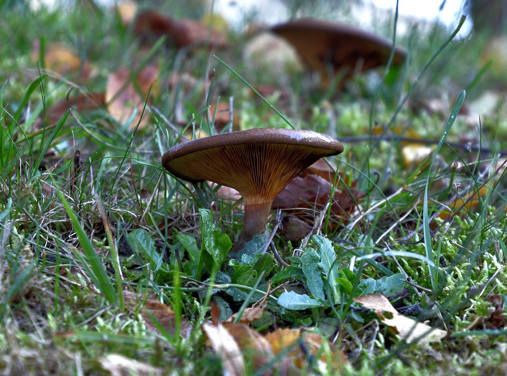 saffron milkcap