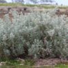 salt bush