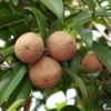 sapodilla