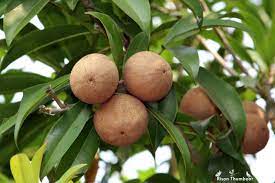sapodilla