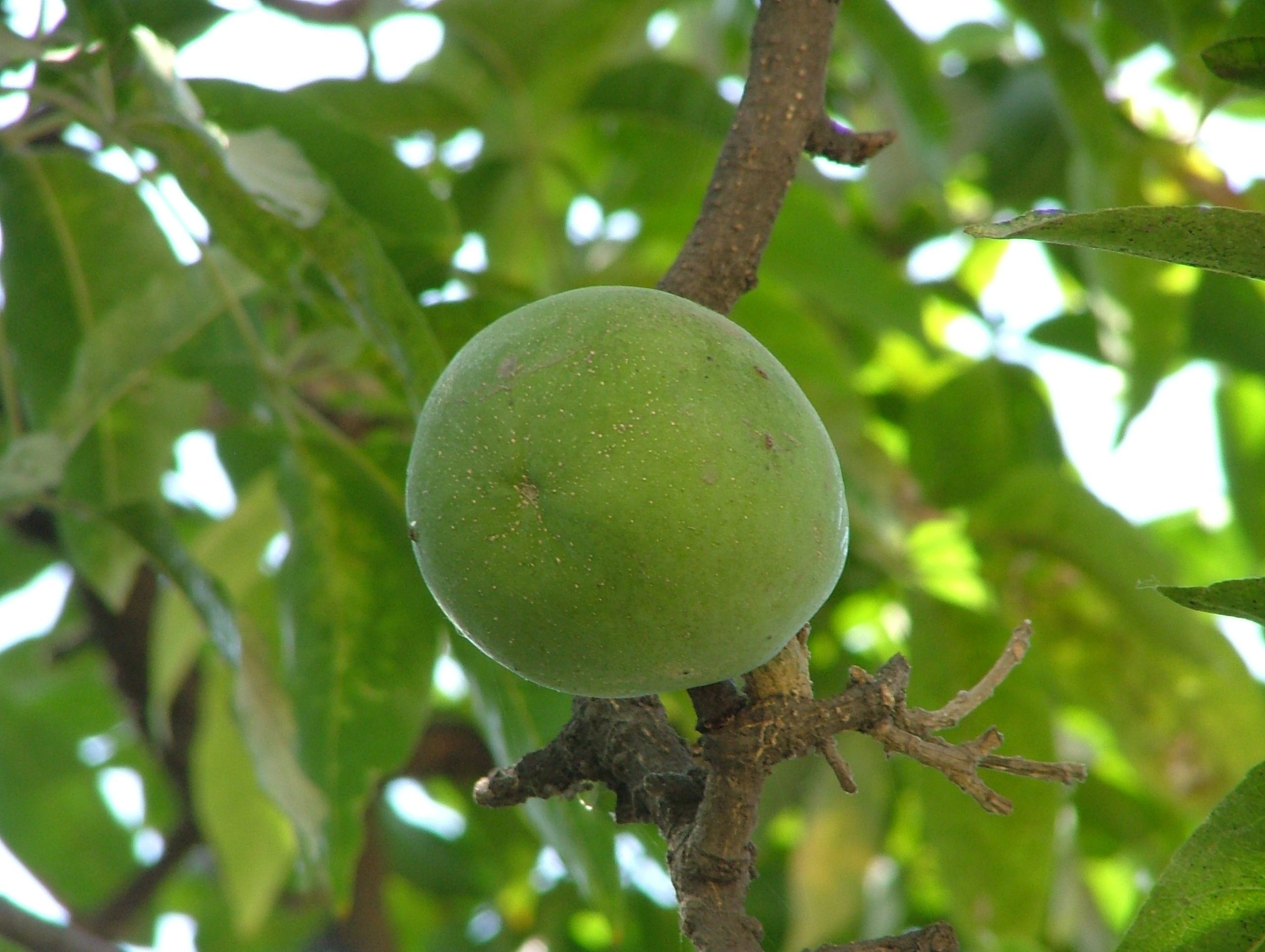 sapotes