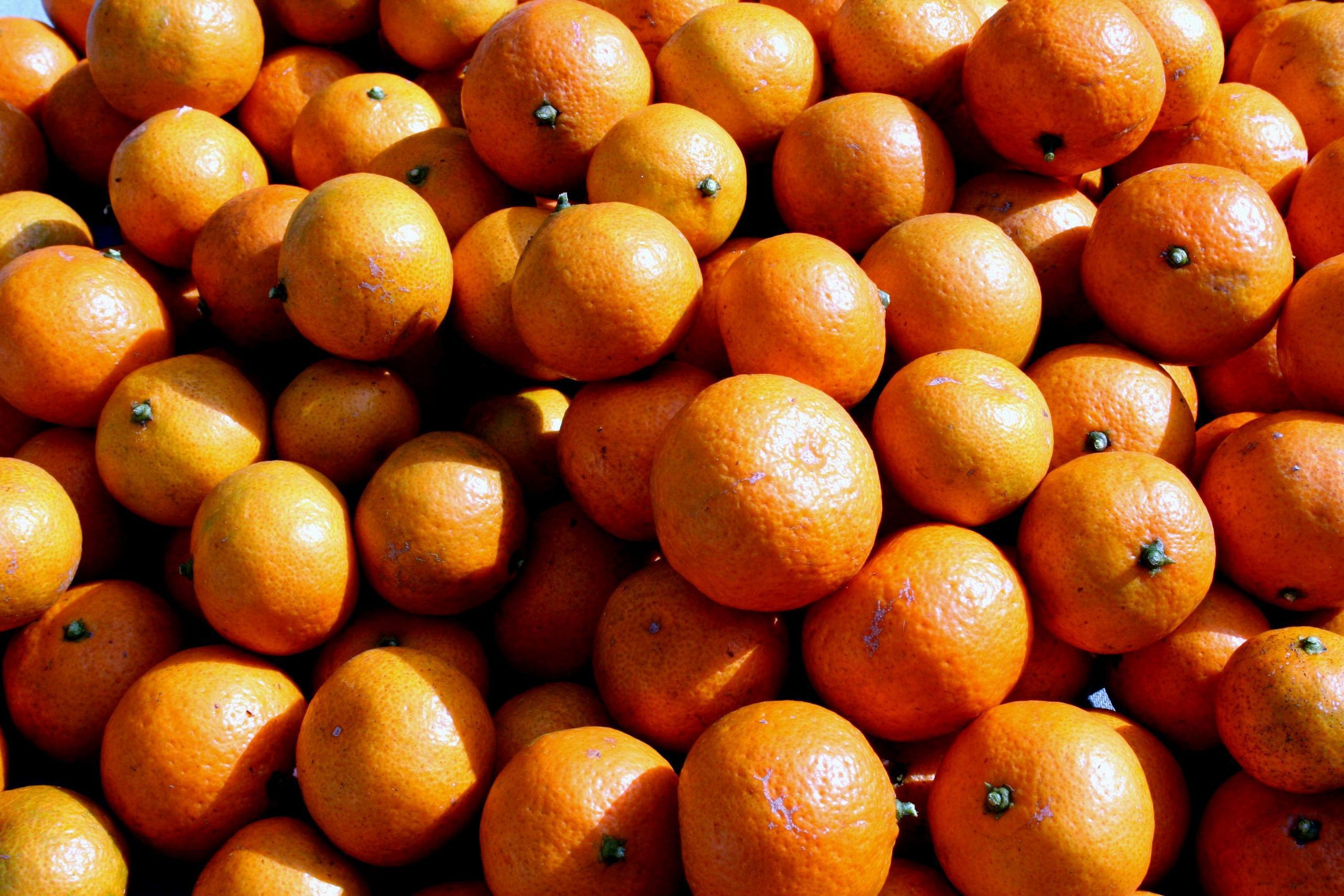 satsuma