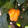 scotch bonnet