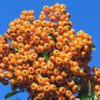 sea buckthorn