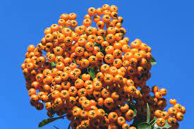 sea buckthorn