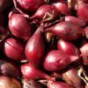 shallot