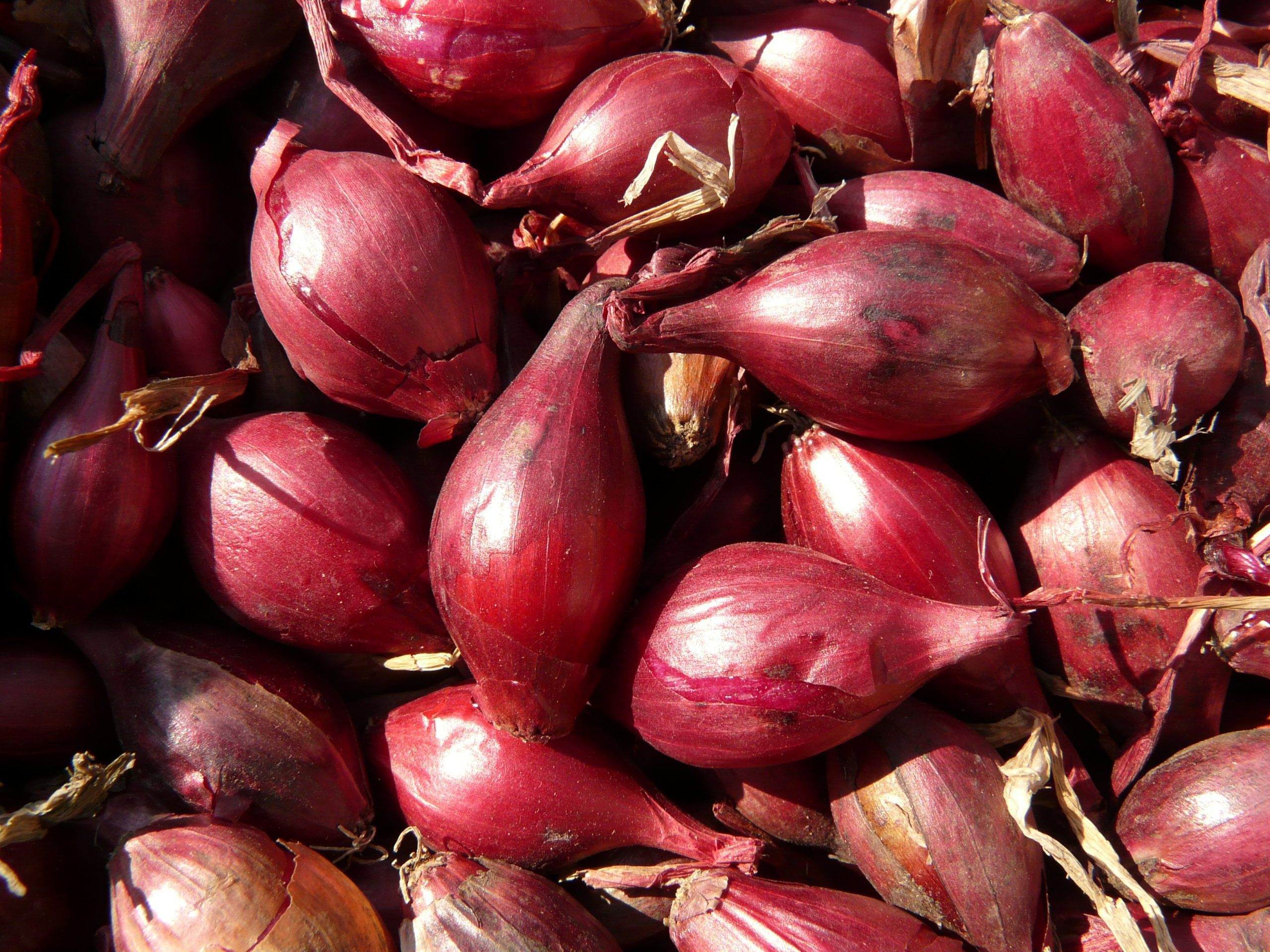 shallot