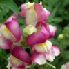 snap dragon