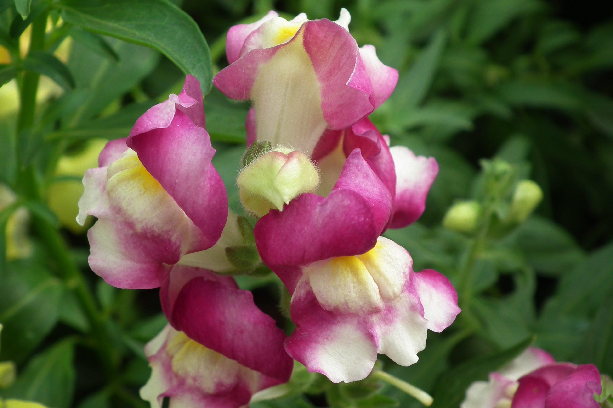 snap dragon