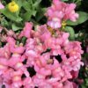 snap dragons