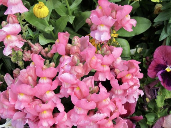 Snap dragons - All About - auscrops.com.au