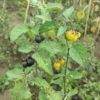 solanum nigrum