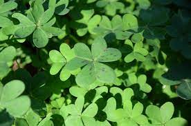 sorrel