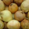 spanish onion