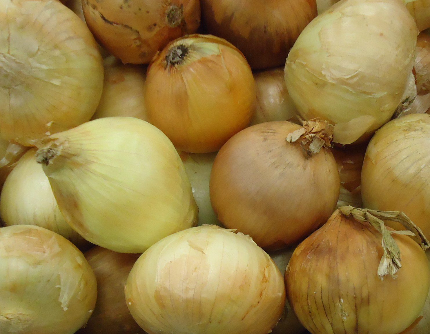 spanish onion