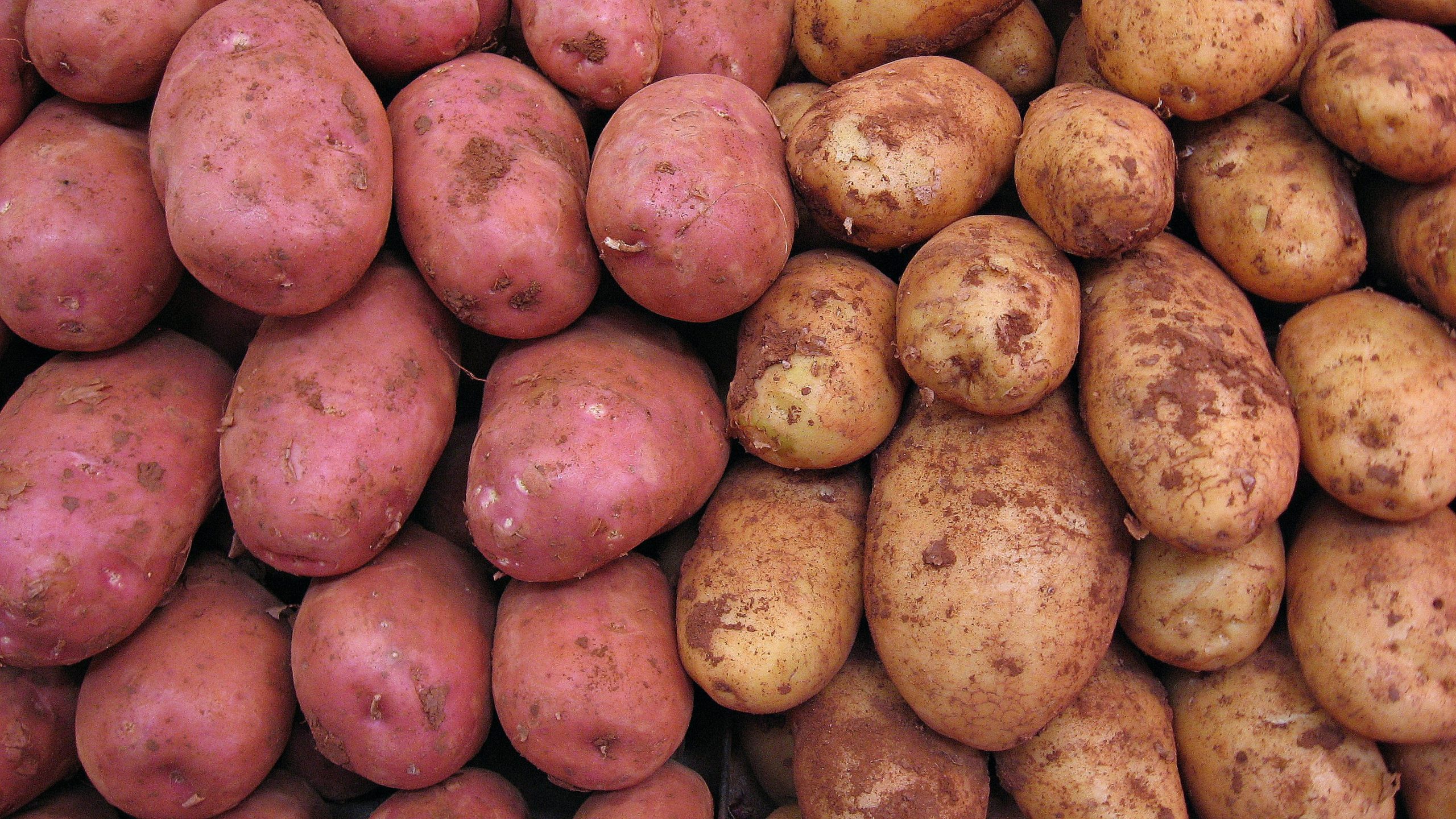 Starchy Potatoes - All the Benefits - auscrops.com.au