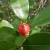 strawberry guava
