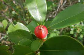strawberry guava