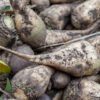 sugar beets