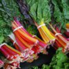 swiss chard
