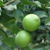 tahiti limes