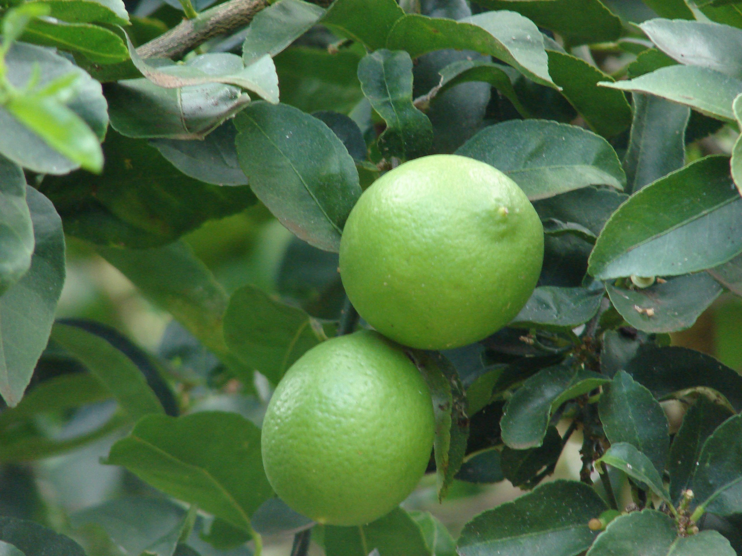 tahiti limes