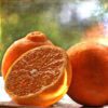 tangelos fruit