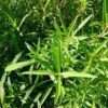 tarragon