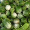 thai eggplant