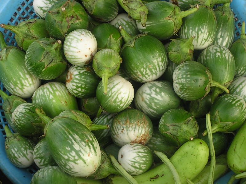 thai eggplant