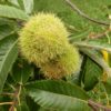 tree chestnuts