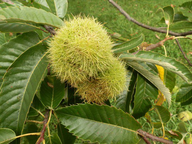 tree chestnuts