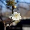 ume