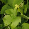 vine leaves