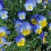 violas