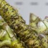 wasabi plant