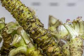 wasabi plant
