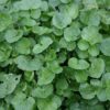 watercress