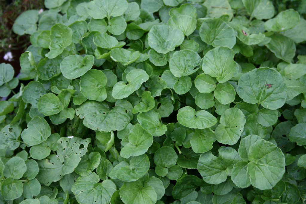 watercress