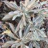 white sage