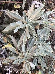 white sage